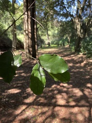 Cryptocarya latifolia