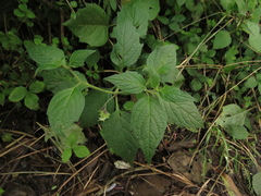 Jaltomata viridiflora