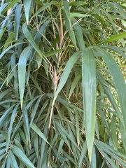 Bambusa balcooa