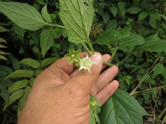 Jaltomata viridiflora