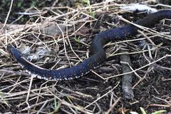 Nerodia fasciata image