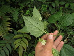 Jaltomata viridiflora