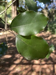 Cryptocarya latifolia
