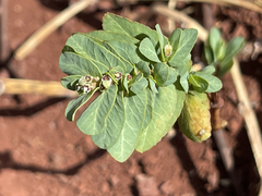 Euphorbia anthonyi