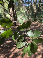 Cryptocarya latifolia