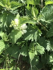 Lamium album