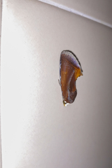 Gonodonta fulvangula