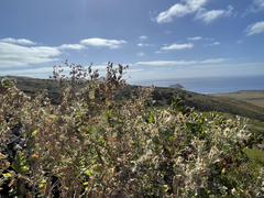 Brickellia peninsularis