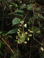 Begonia cornuta