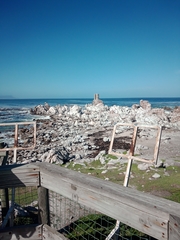 Phalacrocorax carbo lucidus