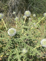 Echinops spinosissimus
