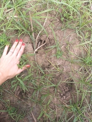 Tragelaphus sylvaticus
