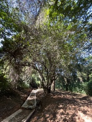 Cryptocarya latifolia