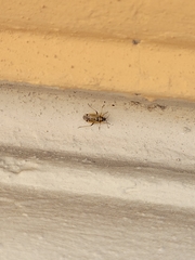 Insecta