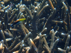 Labroides pectoralis