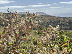 Brickellia peninsularis