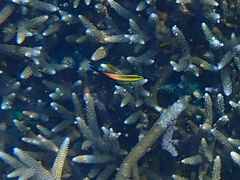 Labroides pectoralis