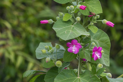 Pavonia malacophylla