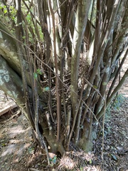 Cryptocarya latifolia