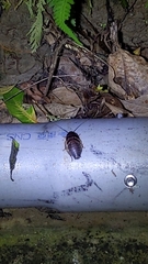 Opisthoplatia orientalis