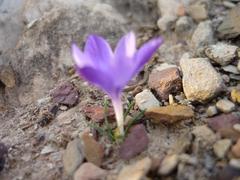 Syringodea longituba violacea