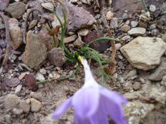 Syringodea longituba violacea