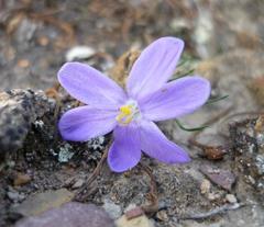 Syringodea longituba violacea