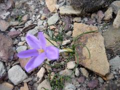 Syringodea longituba violacea