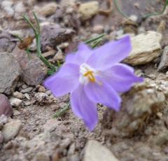 Syringodea longituba violacea