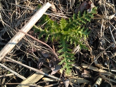 Cirsium maackii
