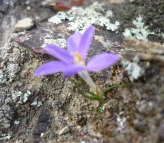 Syringodea longituba violacea