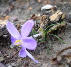 Syringodea longituba violacea