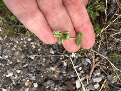 Cardamine hirsuta