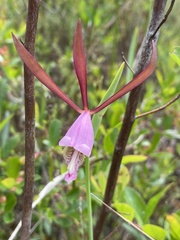 Cleistesiopsis