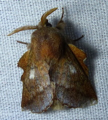 Phyllodesma americana