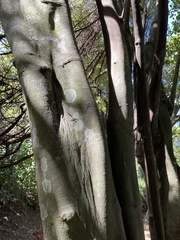 Cryptocarya latifolia