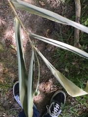 Salix schwerinii