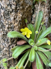 Lysimachia alpestris