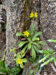 Lysimachia alpestris