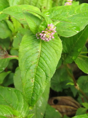Persicaria nepalensis