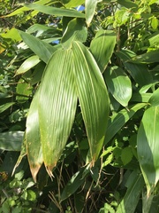 Salix schwerinii