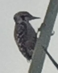 Dendrocopos analis