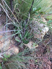 Stapelia grandiflora