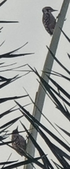 Dendrocopos analis