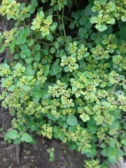 Chrysosplenium oppositifolium