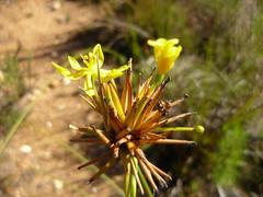 Bobartia orientalis orientalis