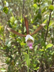 Cleistesiopsis