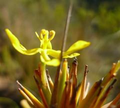 Bobartia orientalis orientalis