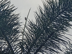 Dendrocopos analis