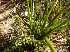 Bobartia orientalis orientalis